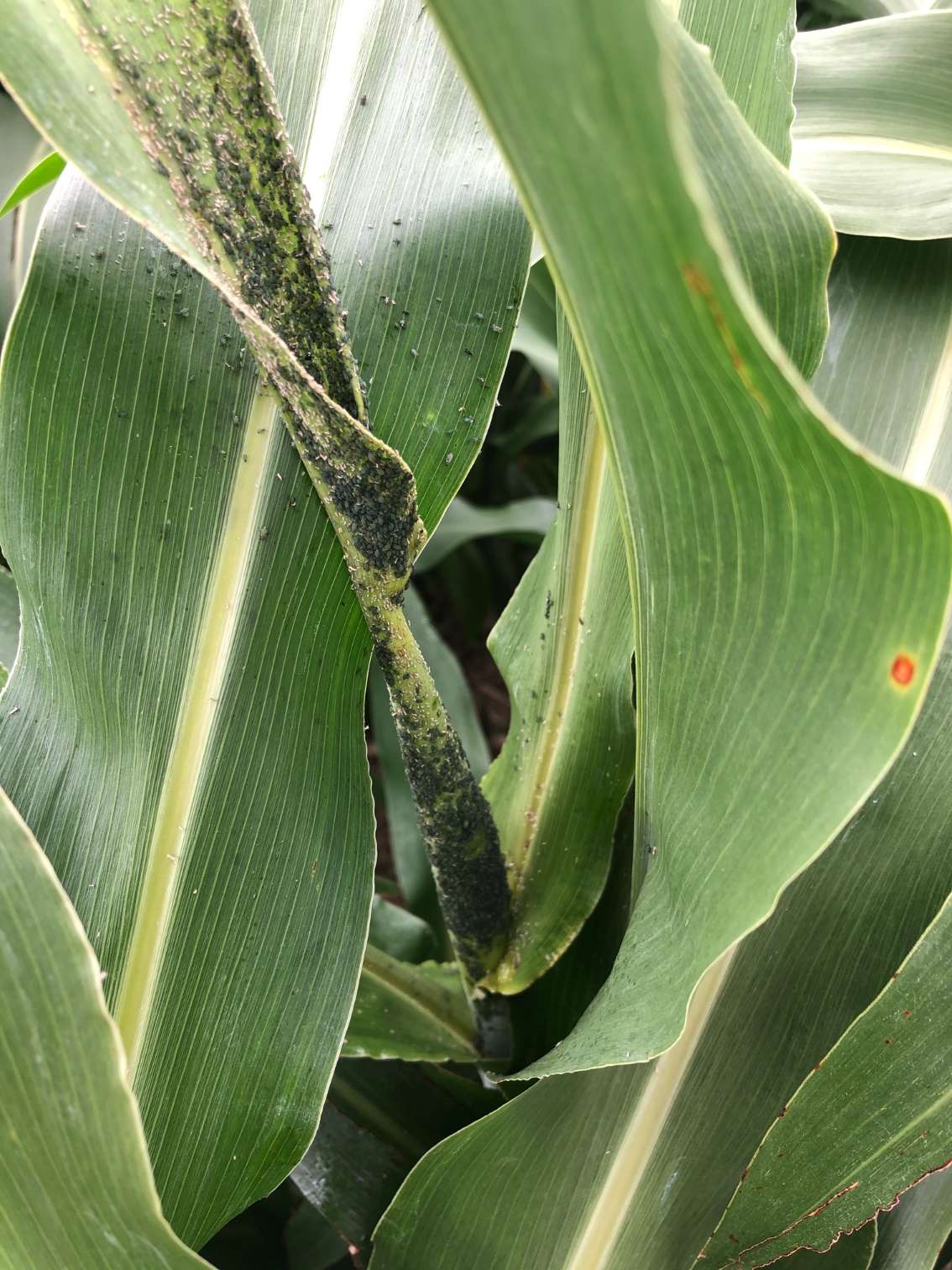 Corn leaf aphids