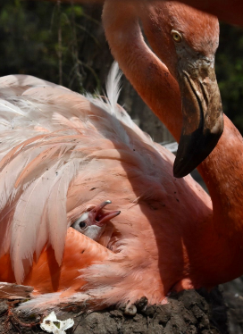 New baby Ringo, a Caribbean flamingo at Sunset Zoo. Photo courtesy of Amelia Jerome.&nbsp;