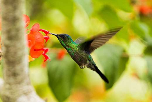 <b>Interest in tiny hummingbirds is huge.</b> Photo courtesy KSRE