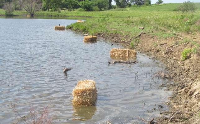 <b>A study in northeast Kansas ponds shows promise, K-State noted.</b> Photo courtesy KSRE