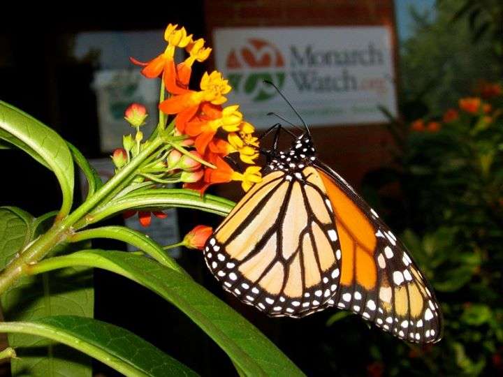 A monarch butterfly perches on tropical milkweed. (Photo by Monarch Watch)