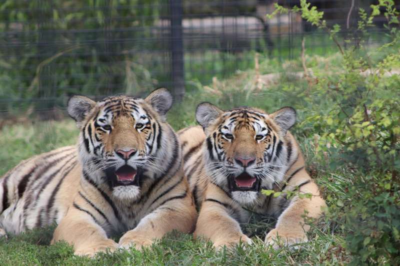 <b>Luka, left, seen here with his sister, Sasha, has died, according to information from Rolling Hills Zoo.</b> Photo courtesy RHZ