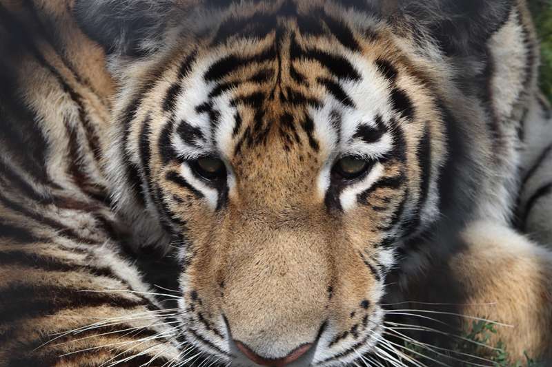 <b>Luka, Rolling Hills Zoo tiger cub triplet that died. </b>Photo courtesy RHZ