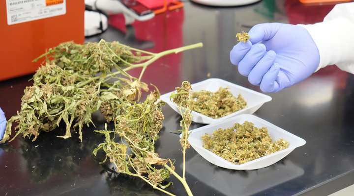 <b>Buds from industrial hemp plants that are being studied at Kansas State University for possible use in cattle feed.</b> Photo courtesy KSU
