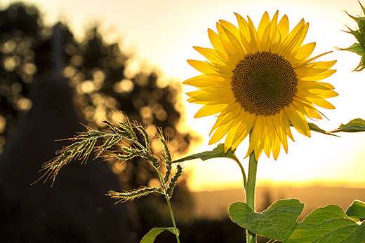 <b>Sunflowers should be harvested from mid-September into October.</b> Photo courtesy KSRE