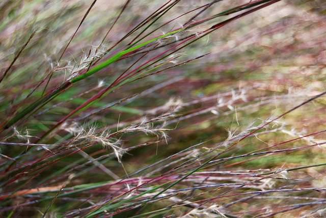 Little Bluestem grass seed (Photo by Rachel James/Flickr)