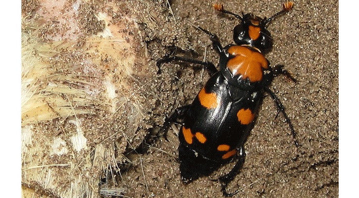 Photo: <a rel="nofollow" href="https://www.flickr.com/people/51986662@N05">USFWS Mountain-Prairie</a> (Flickr)