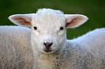 Lambing, Kidding school to be held in Bayard 