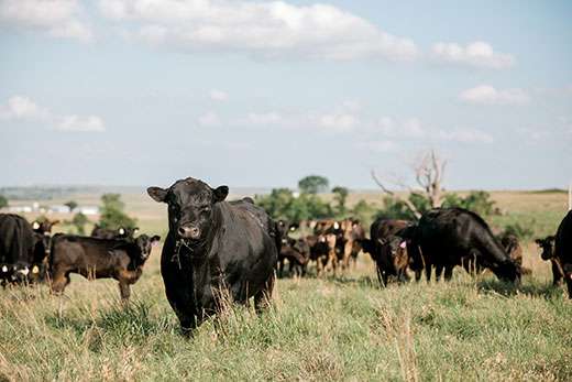 <b>K-State's Winter Ranch Management series will be held at three locations this year. Interested persons are asked to register at least one week in advance. </b>File photo courtesy KSRE