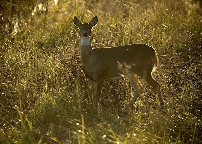 Researchers at KU have detected a three-to-seven-year weather fluctuation directly influenced synchronous population cycles in Wisconsin deer. (Photo: U.S. Fish and Wildlife Service)