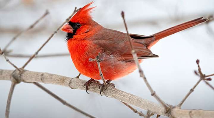 <b>The cardinal is one of many birds that need a little help finding food during the winter months.</b> Photo courtesy KSRE