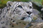 Big cats at Lincoln Children's Zoo contract COVID-19