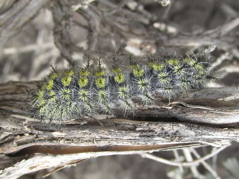 Hemileuca hera or sagebrush buck moth larva photographed by Chadron State College Professor Dr. Mathew Brust northwest of Crawford, Neb., in June 2017. (Courtesy photo used with permission)<br>