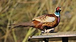 South Dakota pheasant season outlook could be hit or miss
