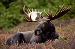 Moose Lodge vets events Saturday