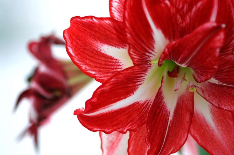 <b>Amaryllis can produce plenty of blooms to admire this holiday season if planted now.</b>
Photo by <a href="https://unsplash.com/@rossdomke?utm_source=unsplash&utm_medium=referral&utm_content=creditCopyText">Ross Domke</a> on <a href="https://unsplash.com/s/photos/amaryllis?utm_source=unsplash&utm_medium=referral&utm_content=creditCopyText">Unsplash</a>