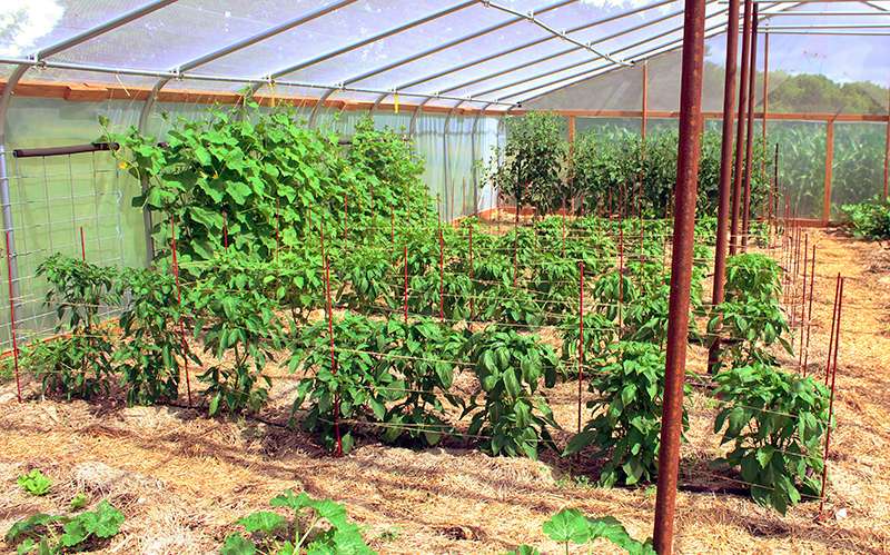 Hill grew items such as peppers, tomatoes and squash in her topless high tunnels this summer, but can grow cool season crops even in the winter months in the topless high tunnels.<br>