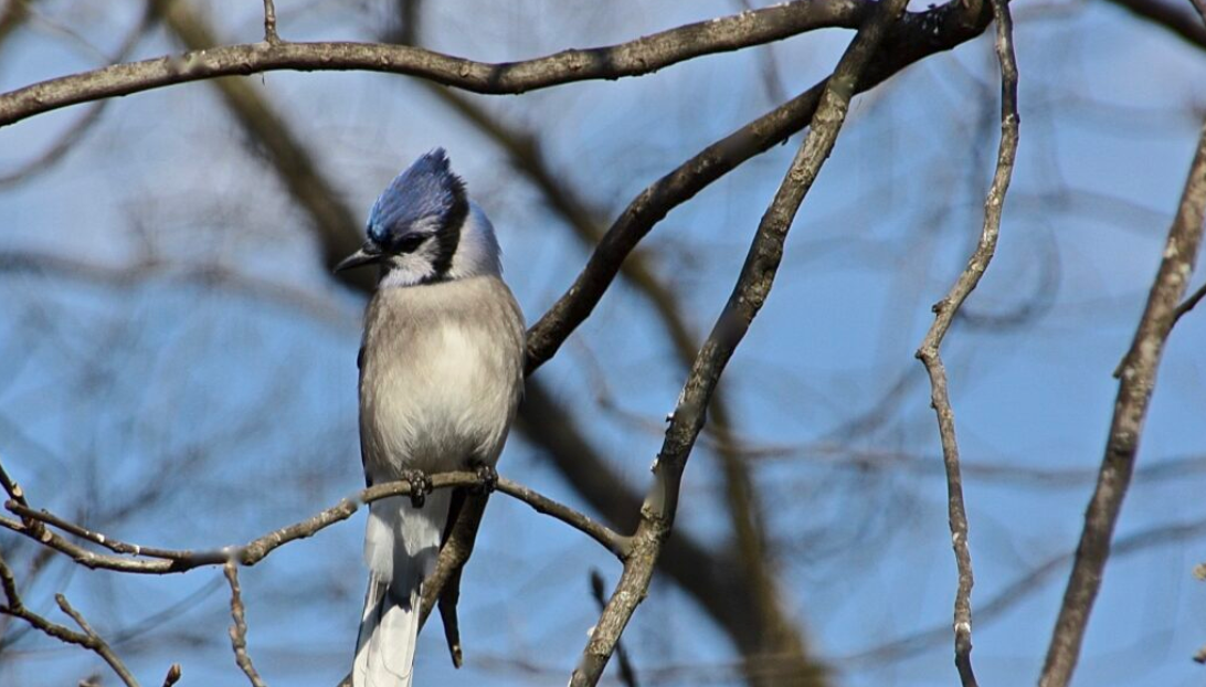 A blue jay perched on a bare branch can serve as a symbol of hope during this Thanksgiving season, when so much seems awry in our country and the world. (Shawna Bethell / Courtesy Kansas Reflector)