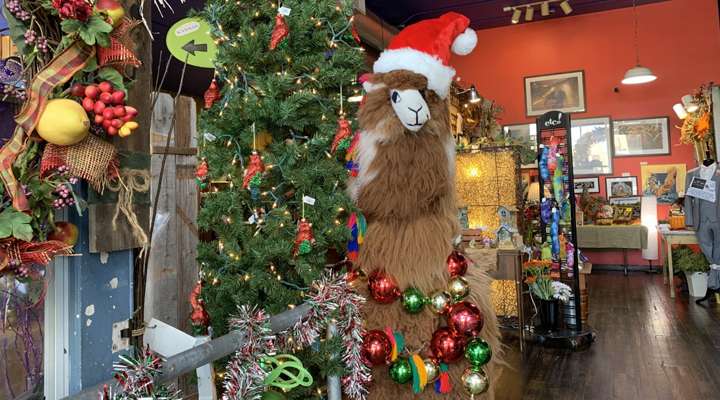 <b>All over town, local merchants are prepping for Small Business Saturday. Even the llama at The Flower Nook is ready.</b> Photos by Salina Post