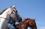 Despite pandemic, Black Hills Stock Show is on