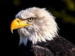 Tax season provides opportunity to support Nebraska wildlife conservation