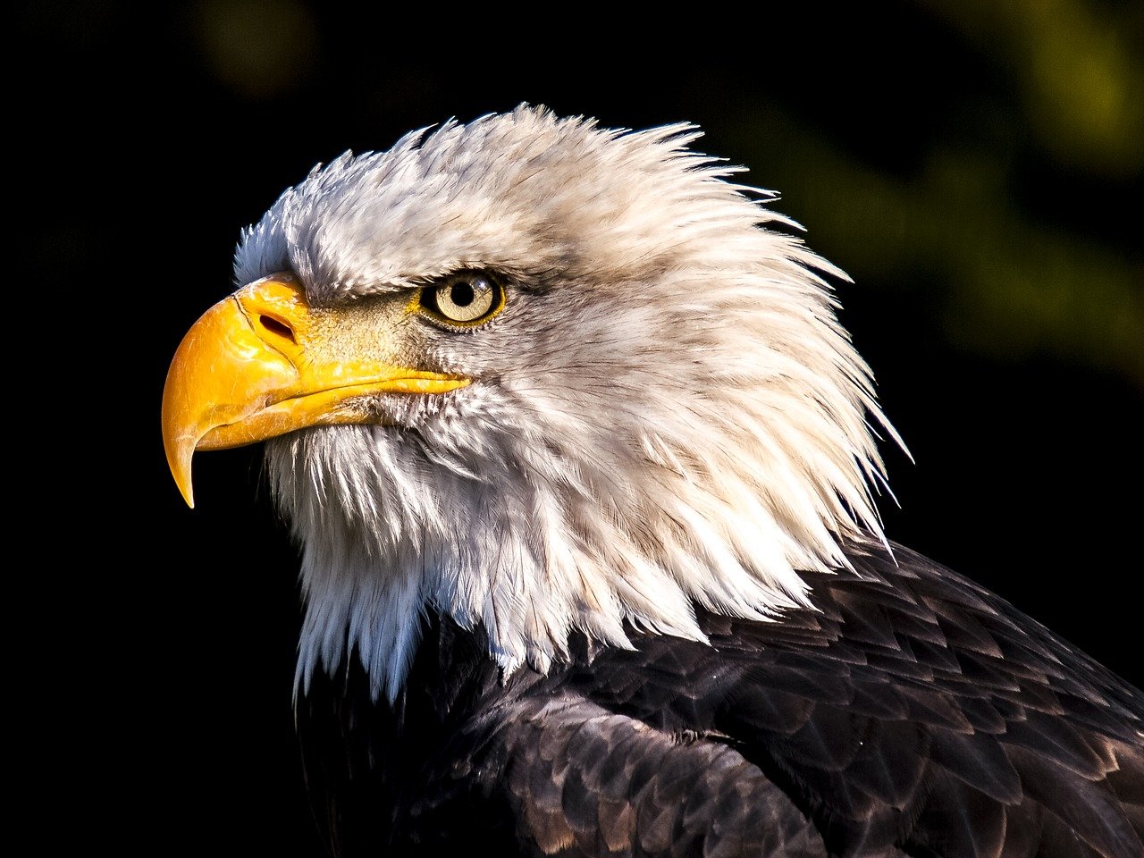 Image courtesy of Pixabay