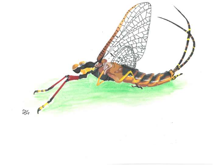 <b>Kendall Schoenhals' 'Mayfly,' one of last year's category winners. </b>Photos courtesy KSRE IPM