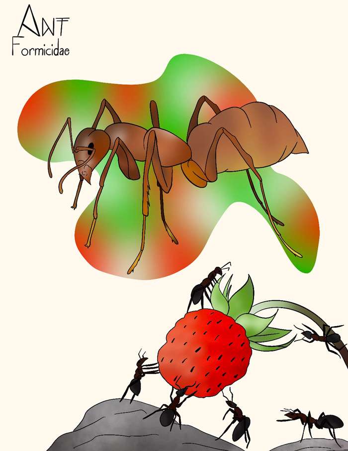 <b>Kyla Lankton's 'Ant,' one of last year's category winners.</b>