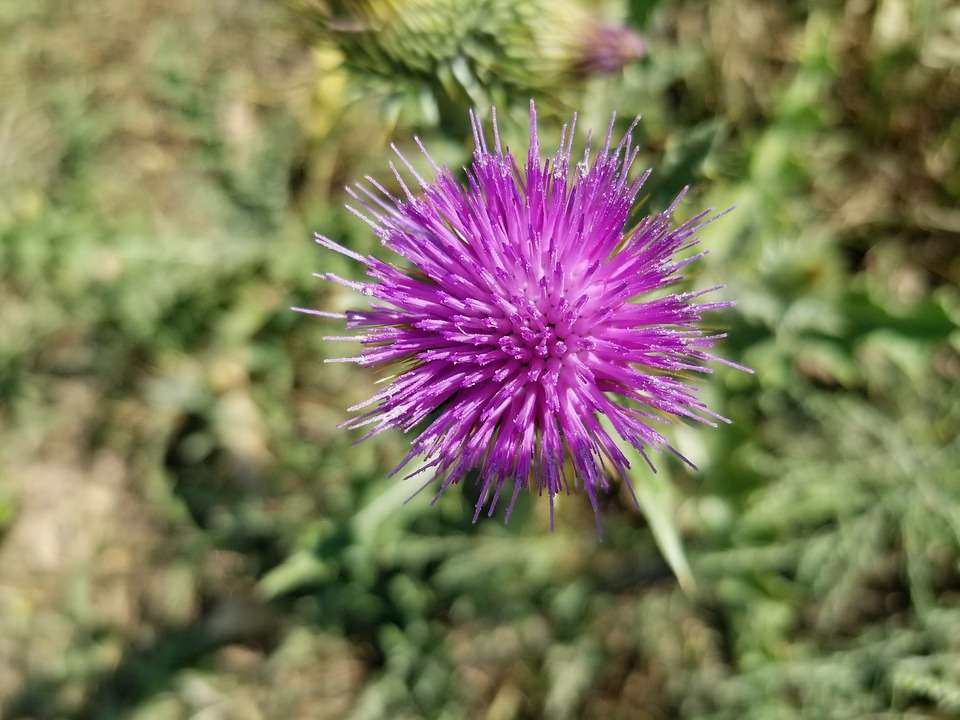 Musk Thistle (Photo by Pixabay)