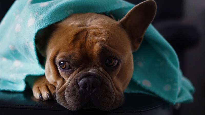 <b>When the weather gets frigid outside, a Kansas State University veterinarian says it's time to bring some pets inside.</b> Photo by <a href="https://pixabay.com/users/mylene2401-10328767/?utm_source=link-attribution&utm_medium=referral&utm_campaign=image&utm_content=4526558">Mylene2401</a> from <a href="https://pixabay.com/?utm_source=link-attribution&utm_medium=referral&utm_campaign=image&utm_content=4526558">Pixabay</a>
