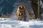 Veterinarian: Prepare pets for cold