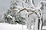 Haven power rates could go up due to cold snap