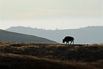 35 Montana bison moved to South Dakota reservation