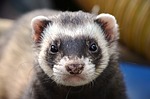 1st clone of US endangered species, a ferret, announced