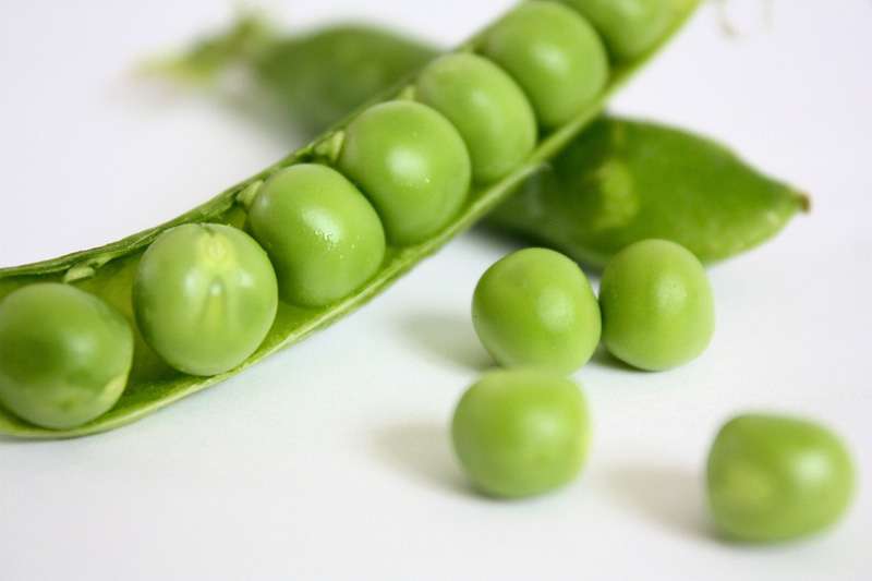 <b>Gardeners itching to get out into their vegetable and flower beds might consider planting snap peas or snow peas, which mature early.</b>
Image by <a href="https://pixabay.com/users/publicdomainpictures-14/?utm_source=link-attribution&utm_medium=referral&utm_campaign=image&utm_content=2686">PublicDomainPictures</a> from <a href="https://pixabay.com/?utm_source=link-attribution&utm_medium=referral&utm_campaign=image&utm_content=2686">Pixabay</a>
