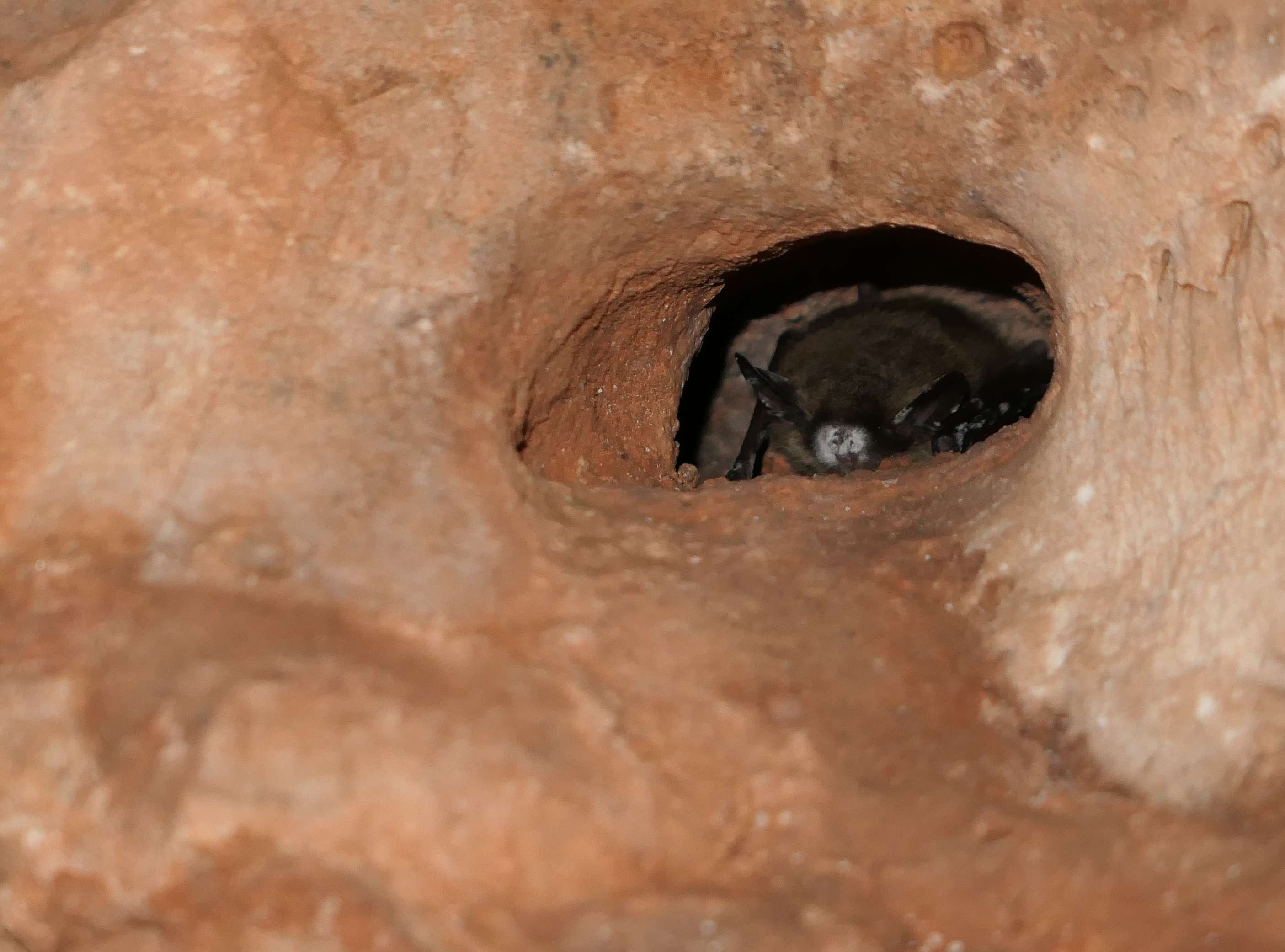 Bat, exhibiting signs of white-nose syndrome, in Wind Cave. (NPS Photo)&nbsp;