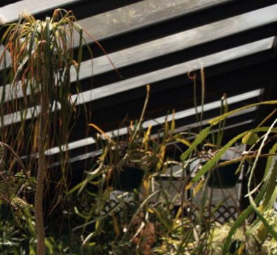 Nearly 200 plants died in the historically low temperatures-photo GoFundMe