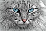 Austin: Spring is a good time to think about spaying and neutering pets
