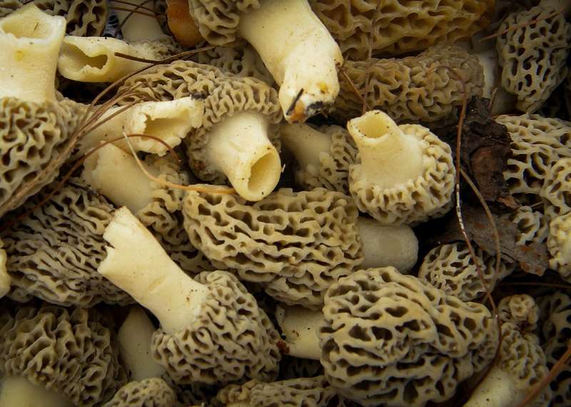 <b>The classes are intended to help ensure that wild harvested mushrooms sold as morels in the state of Kansas are safe to consume, according to KSRE.</b> Photo
by <a href="https://pixabay.com/users/astanley64-1114246/?utm_source=link-attribution&utm_medium=referral&utm_campaign=image&utm_content=1053367">Alan Stanley</a> from <a href="https://pixabay.com/?utm_source=link-attribution&utm_medium=referral&utm_campaign=image&utm_content=1053367">Pixabay</a>
