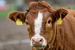 Beef processing plant with 750 jobs planned in SW Iowa