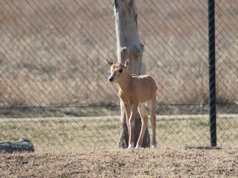 <b>Rolling Hills Zoo's oryx calf. </b>Photo courtesy RHZ