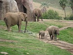 Man carries toddler into San Diego Zoo's elephant habitat