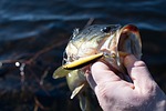 New online resource helps Nebraska anglers ID fish