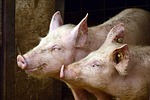 Pork group asks USDA to support faster slaughterhouse speeds