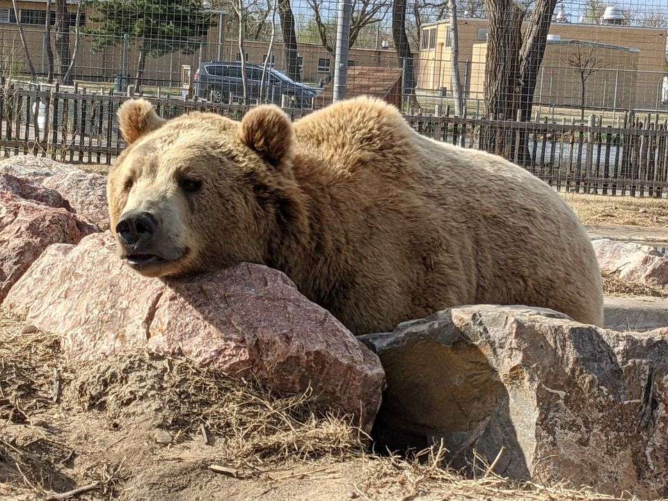 Bringing the Great Bend zoo to you