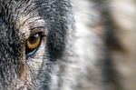 Gray wolf confirmed in Nebraska