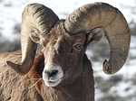 Bighorn sheep lottery applications begin April 19