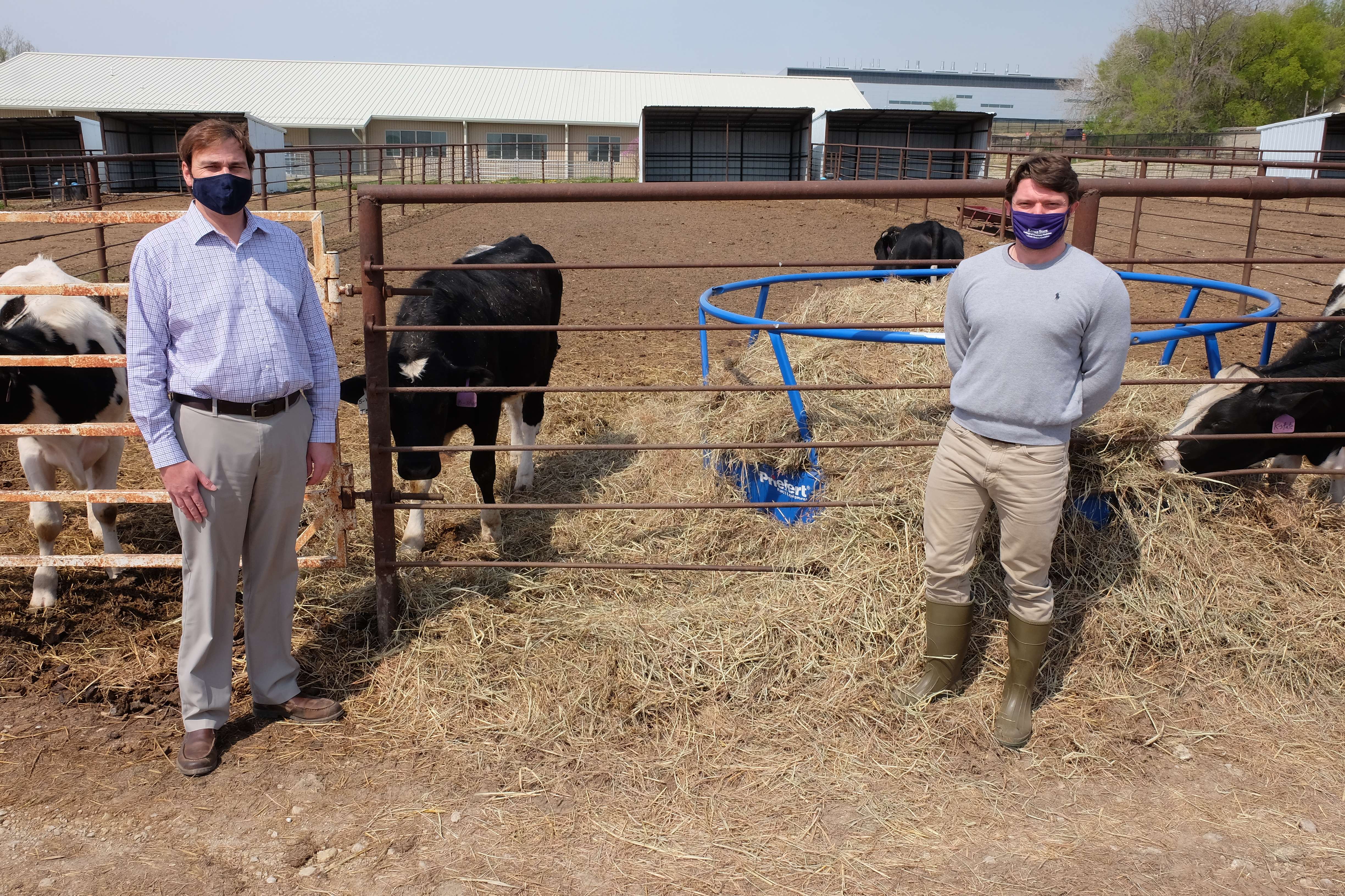 Hans Coetzee, professor and head of the anatomy and physiology department, left, and Andrew Curtis, doctoral student in physiology at Kansas State University, works with a cohort of calves for testing an implantable vaccine platform that may provide long-lasting protection against bovine anaplasmosis. 