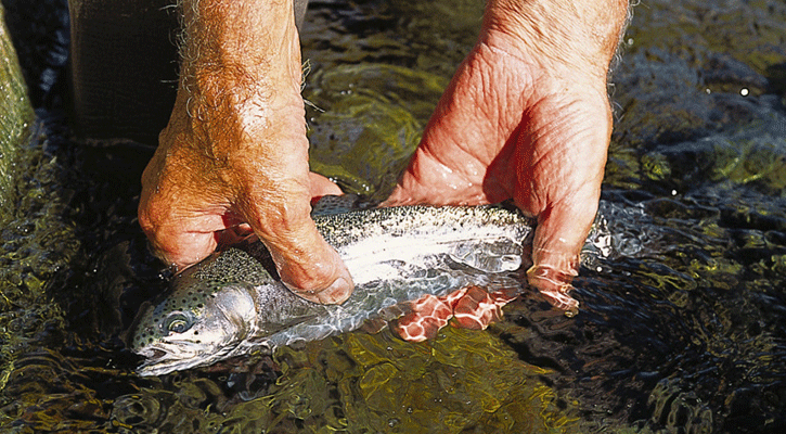 A rainbow trout is carefully released back into the North Platte River below the Keystone Diversion Dam in Keith County. (Nebraskaland Magazine/NGPC)