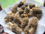 Morel mushroom season has begun in Nebraska
